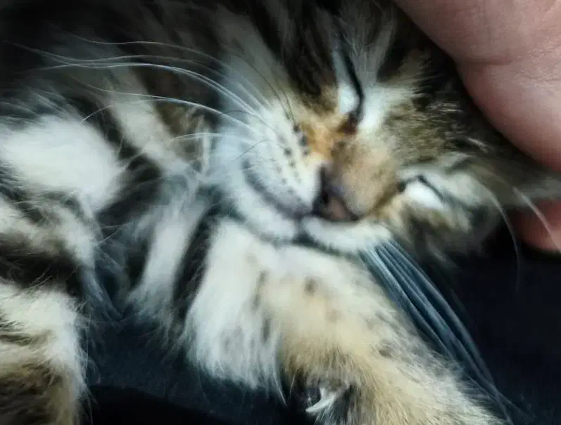 گربه|گربه|داراب, |دیوار