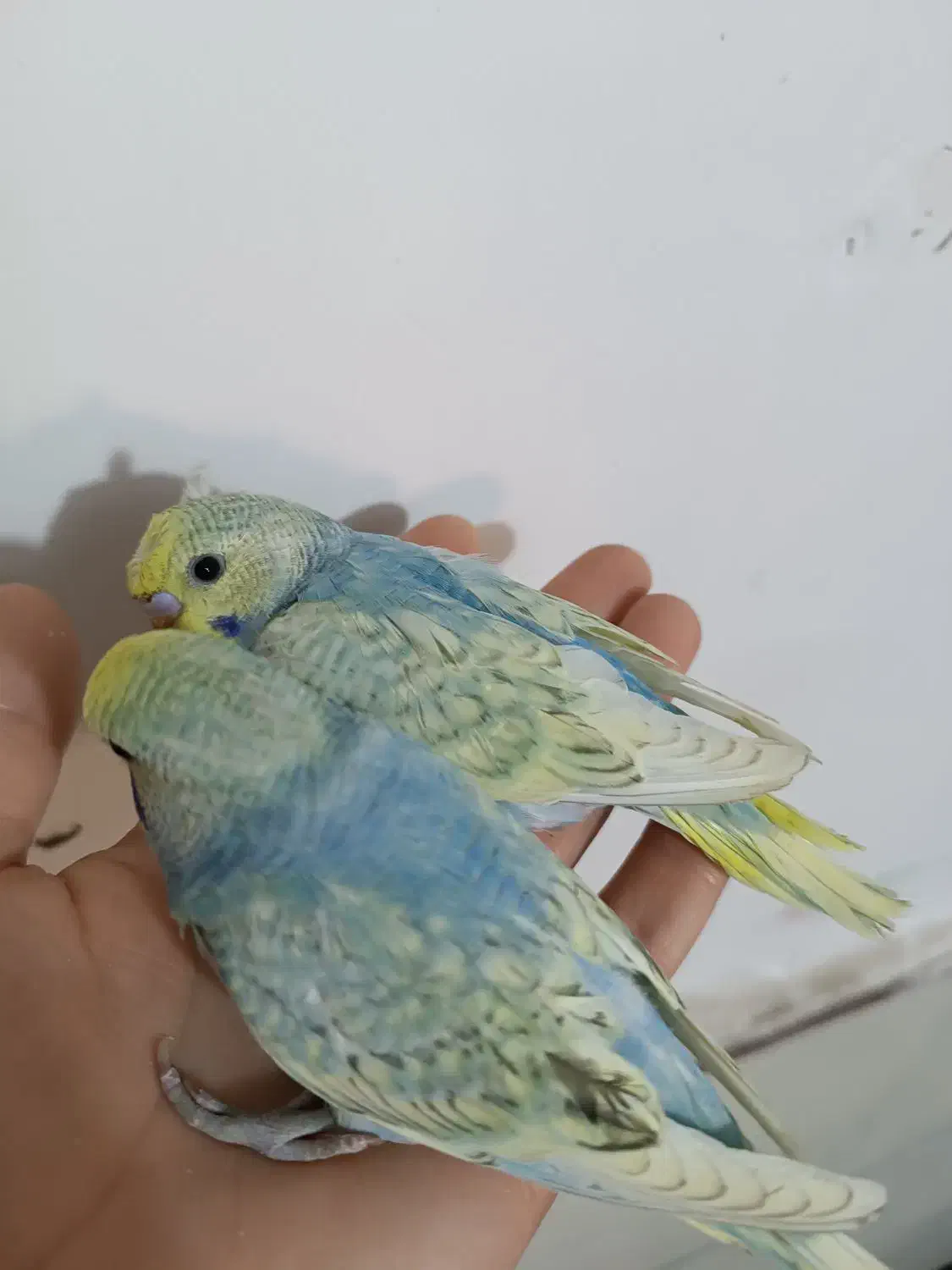 مرغ عشق|پرنده|بندر ماهشهر, |دیوار