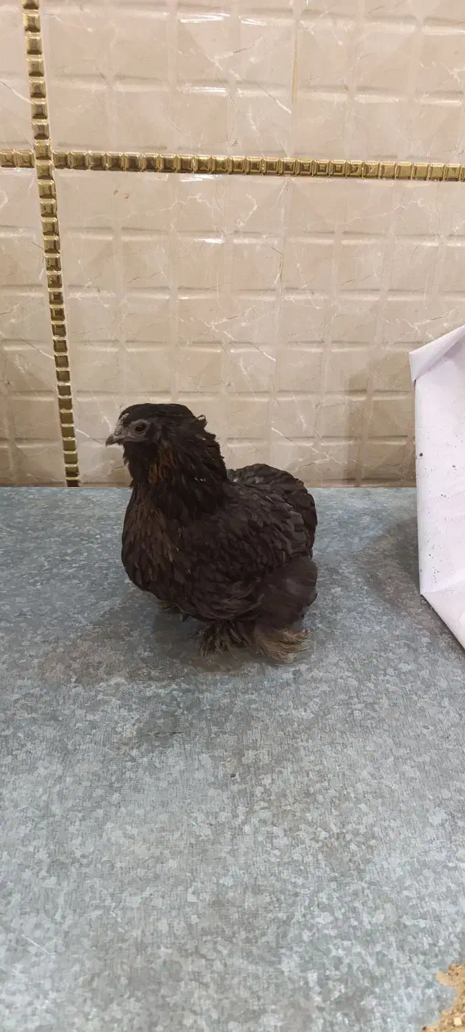 مرغ و خروس مولد کوشین|حیوانات مزرعه|شهریار, دهشاد بالا|دیوار