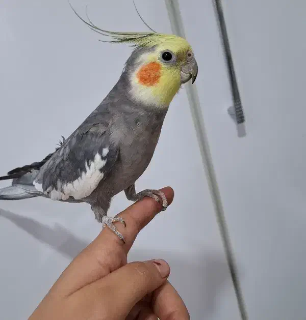 یک جفت عروس هلندی سخنگو رام تخم گذار|پرنده|بومهن, |دیوار