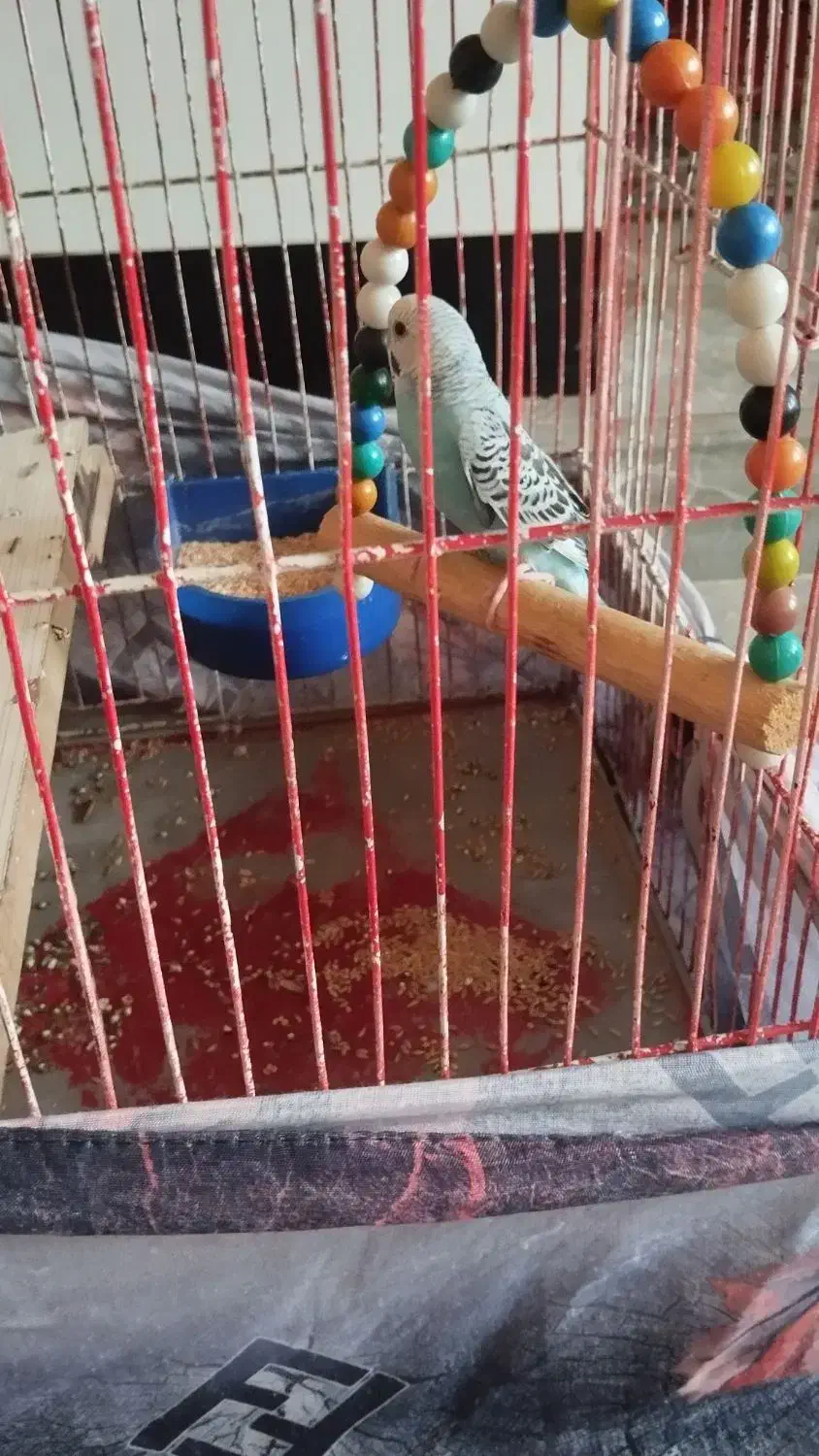 مرغ عشق نر|پرنده|کرمانشاه, |دیوار