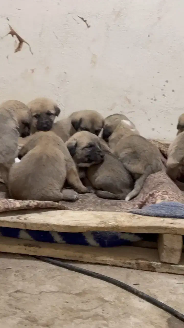 سگ ماده سرابی اصیل|سگ|محمدشهر, ولدآباد|دیوار