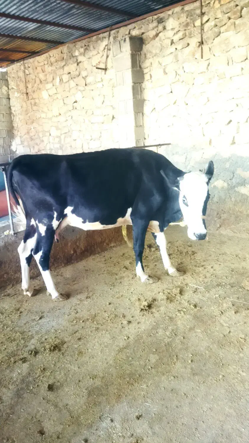 گاو و گوساله نر سمینتال|حیوانات مزرعه|دهدشت, |دیوار