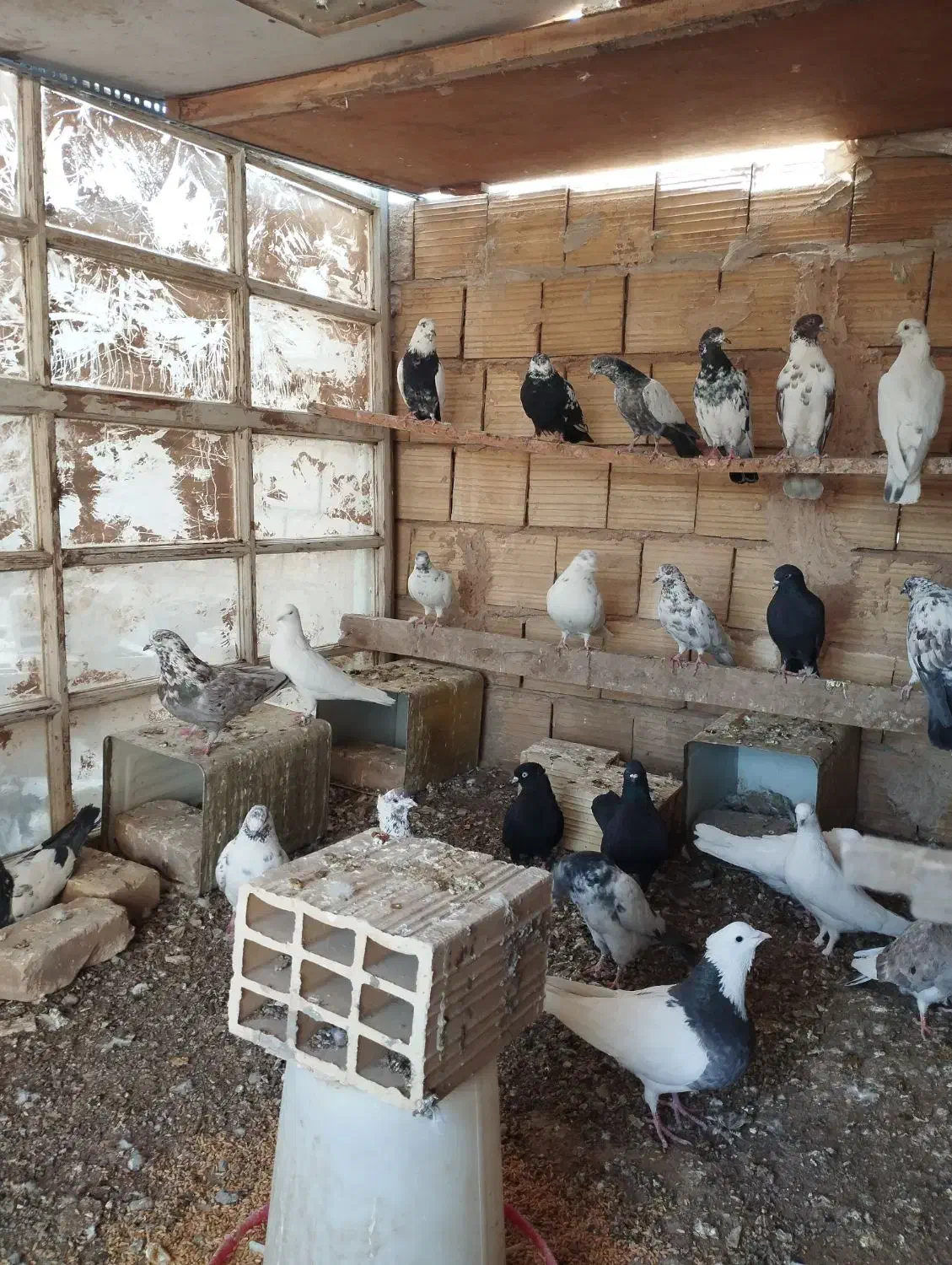 کفتر پرشی|پرنده|یزد, |دیوار