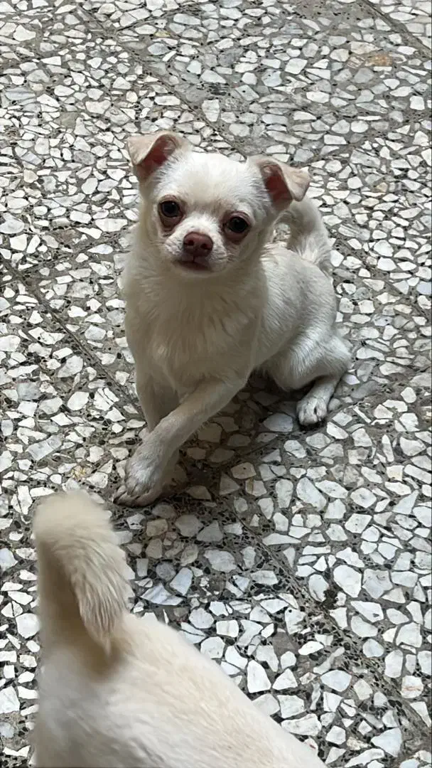 شیواوا توله|سگ|بابل, |دیوار