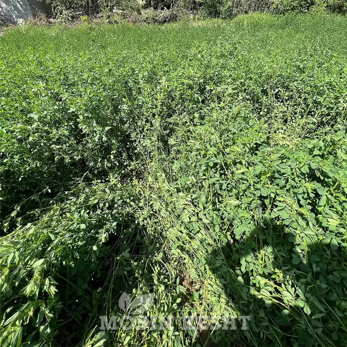 بذریونجه رنجرامریکا|عمدهفروشی|مرودشت, استادیوم|دیوار