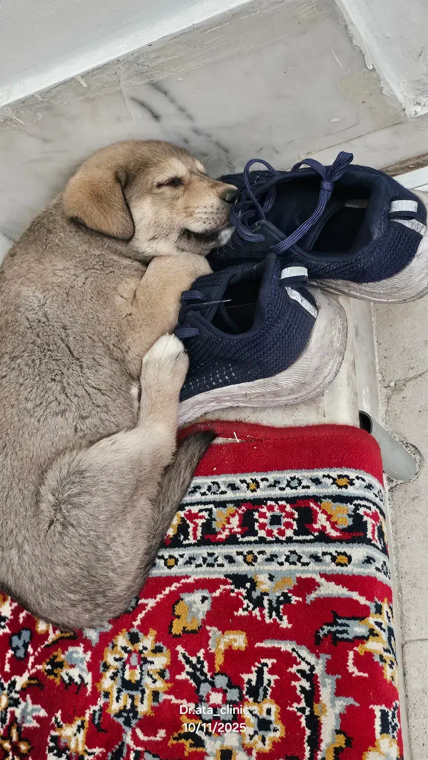 گمشده|حیوانات|خوی, |دیوار