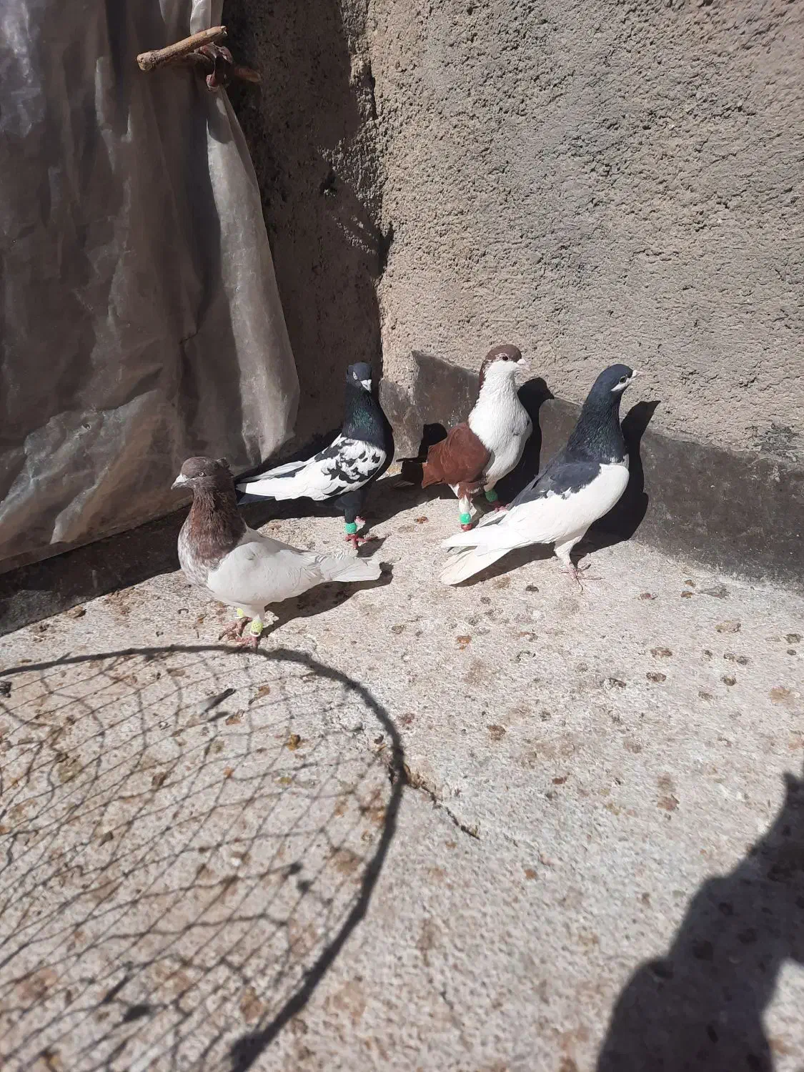 کفتر پرشی|پرنده|سیدآباد, |دیوار