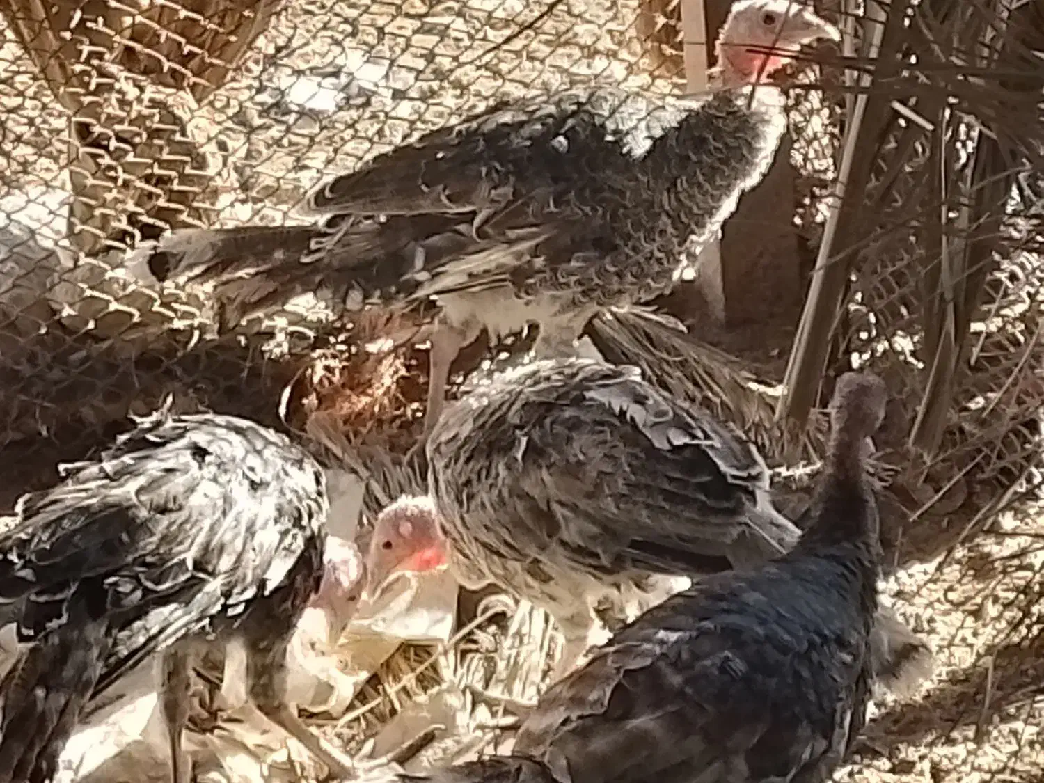 ۵ عدد بوقلمون|حیوانات مزرعه|زهک, |دیوار