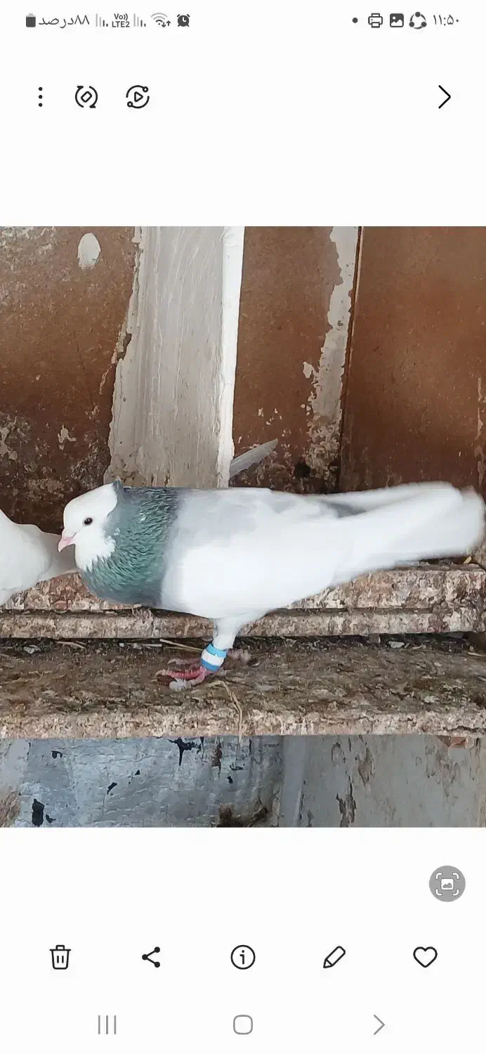 کفتر طوقی سبزوآبی|پرنده|مشهد, امام خمینی|دیوار