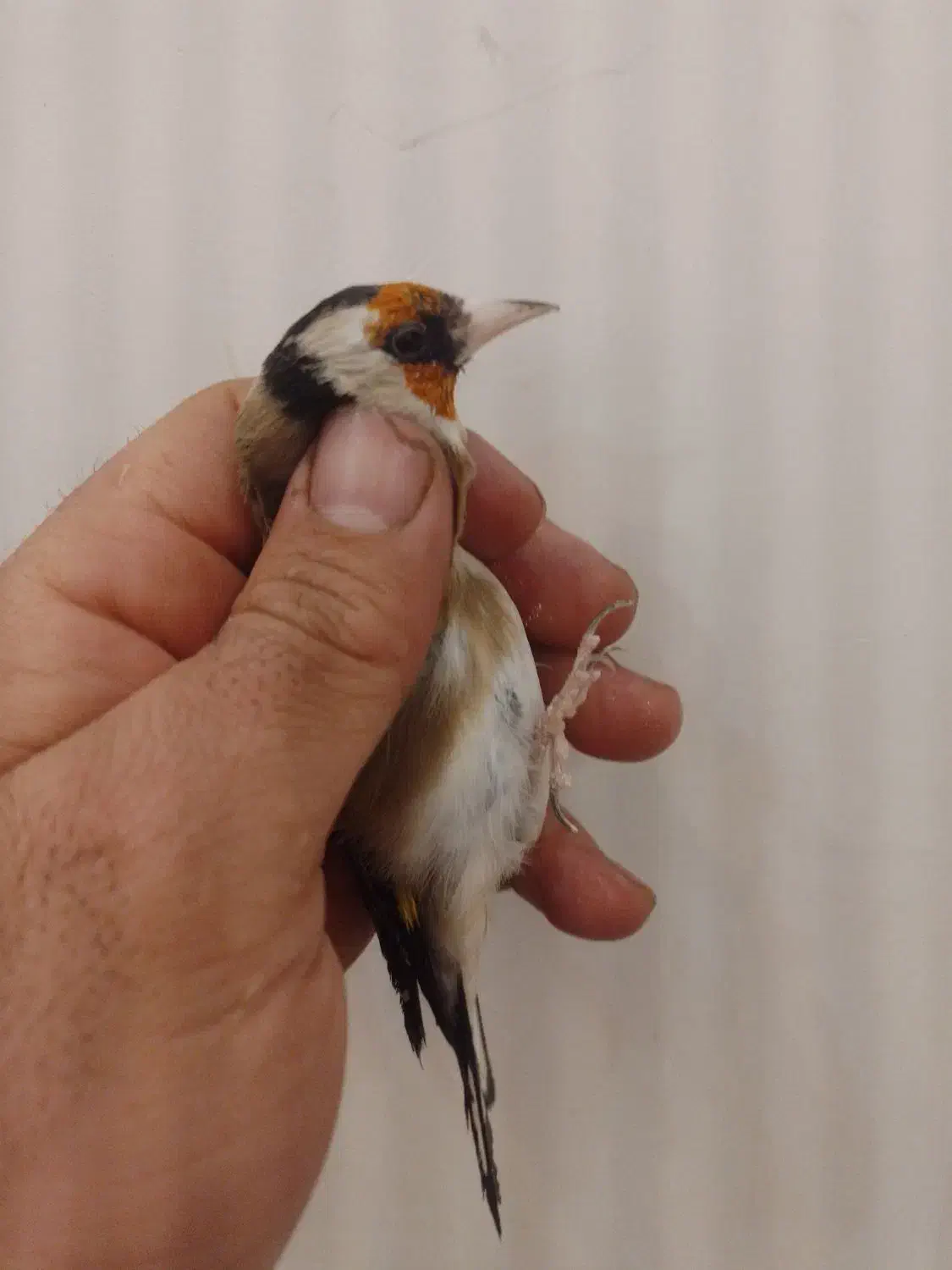 سهره جوجه|پرنده|لاران, |دیوار