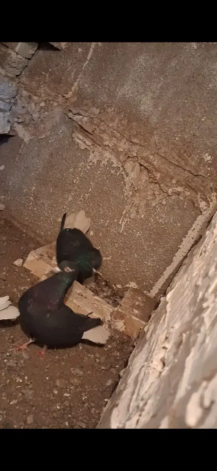 جفت زاغ دم سفید عطیقه|پرنده|تربت جام, مطهری|دیوار