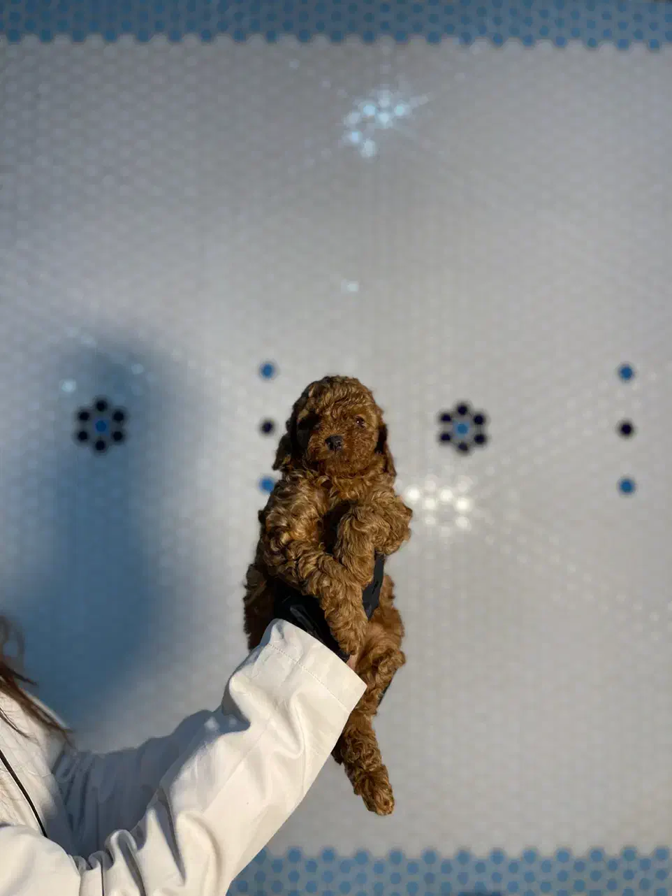 سگ پودل دارک رد واکسن خورده|سگ|تهران, بلوار کشاورز|دیوار