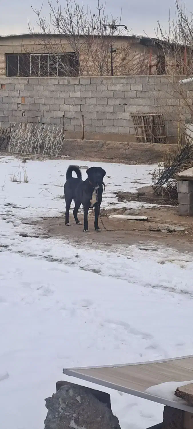 سگ گمشده|سگ|باسمنج, |دیوار