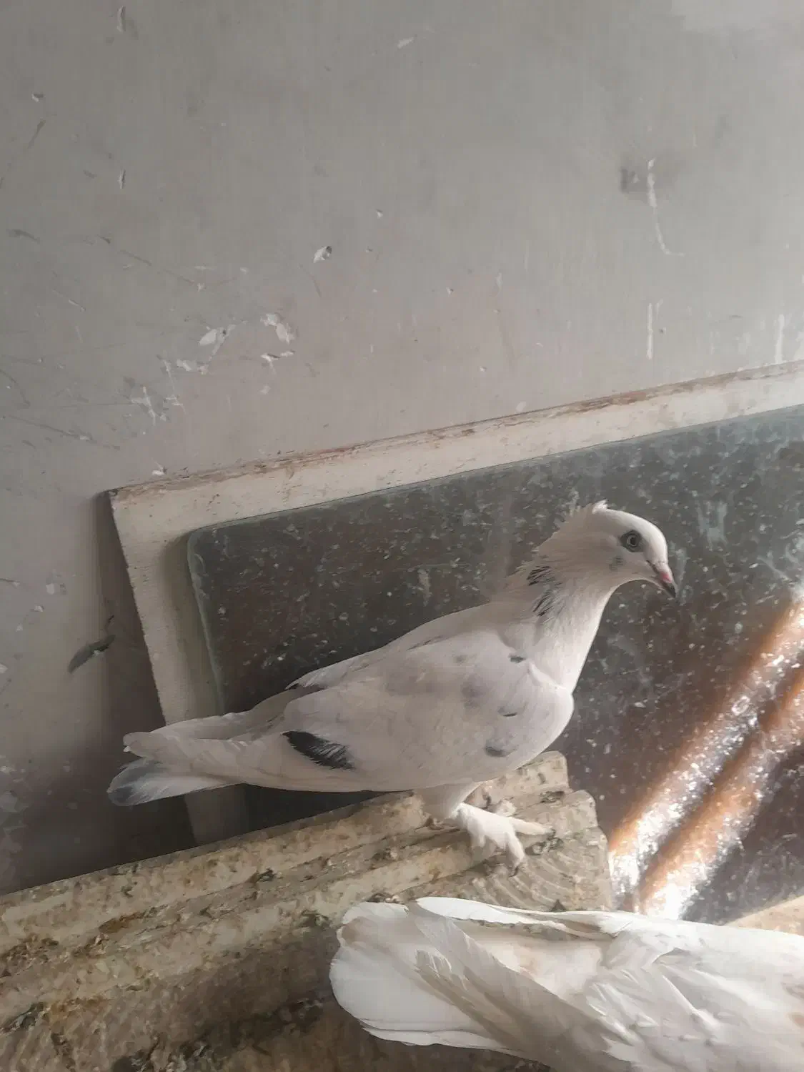 دوعددپرنده پلاکی گرفتنی باضمانت|پرنده|بروجرد, |دیوار