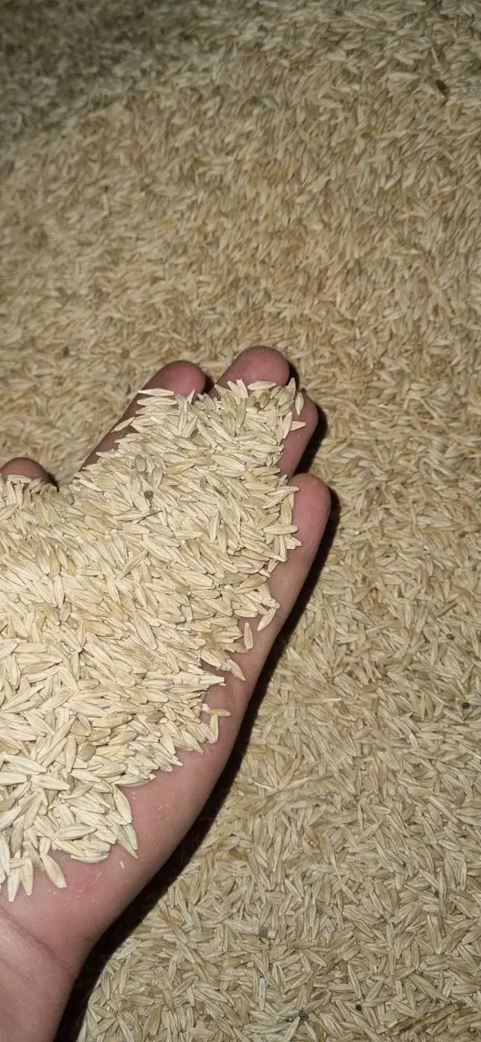 خرید گندم و جو|عمده‌فروشی|کبودرآهنگ, |دیوار