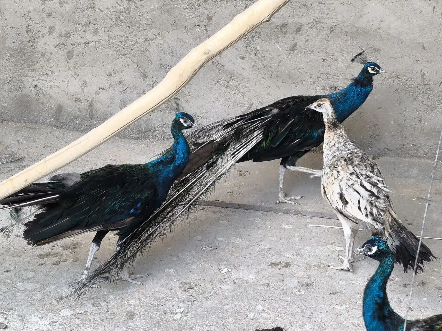 طاووس مصری هندی ابلغ و ویولت|پرنده|سیرجان, |دیوار