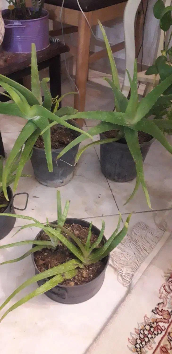 گل آلواورا|گل و گیاه طبیعی|کرج, خرمدشت|دیوار