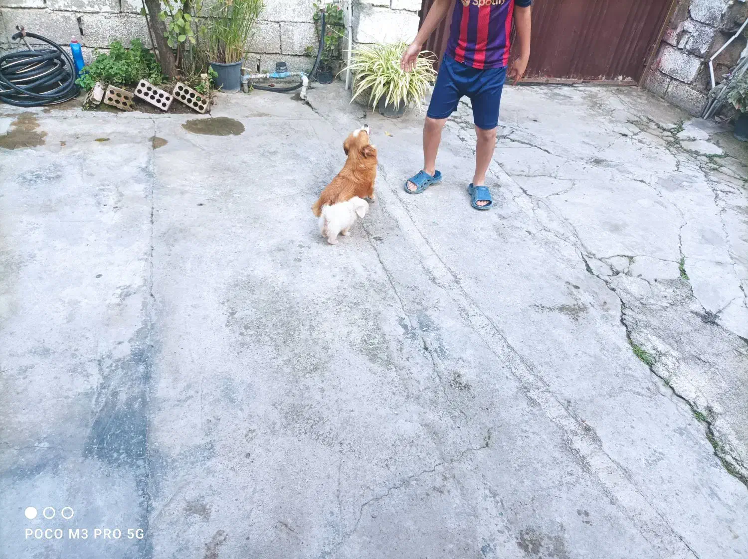 فروش دو تا سگ نر و ماده و با توله|سگ|کیاکلا, |دیوار