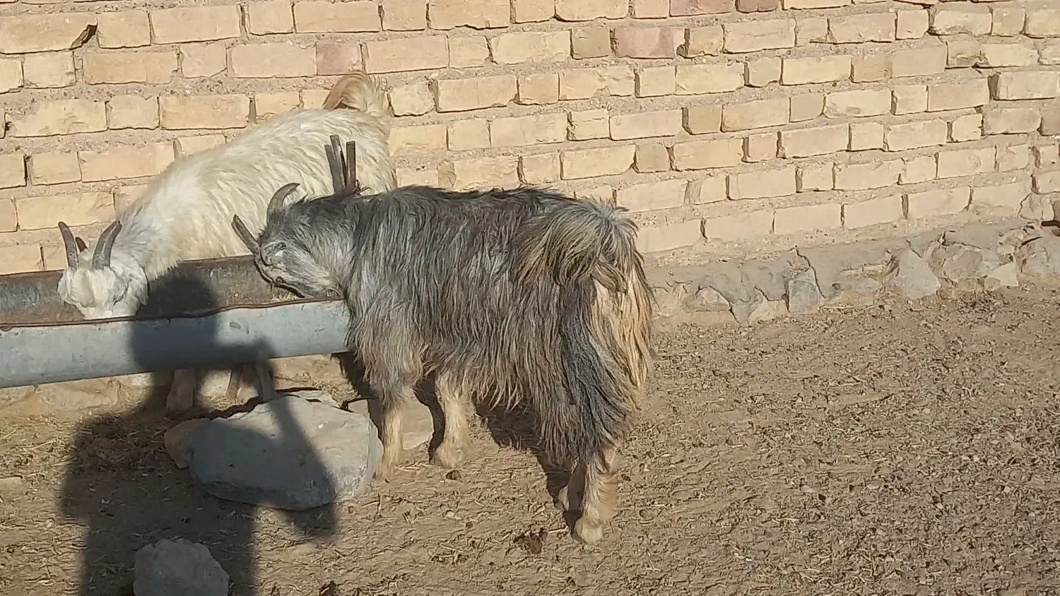 کهره سبک|حیوانات مزرعه|مرودشت, علیآباد|دیوار