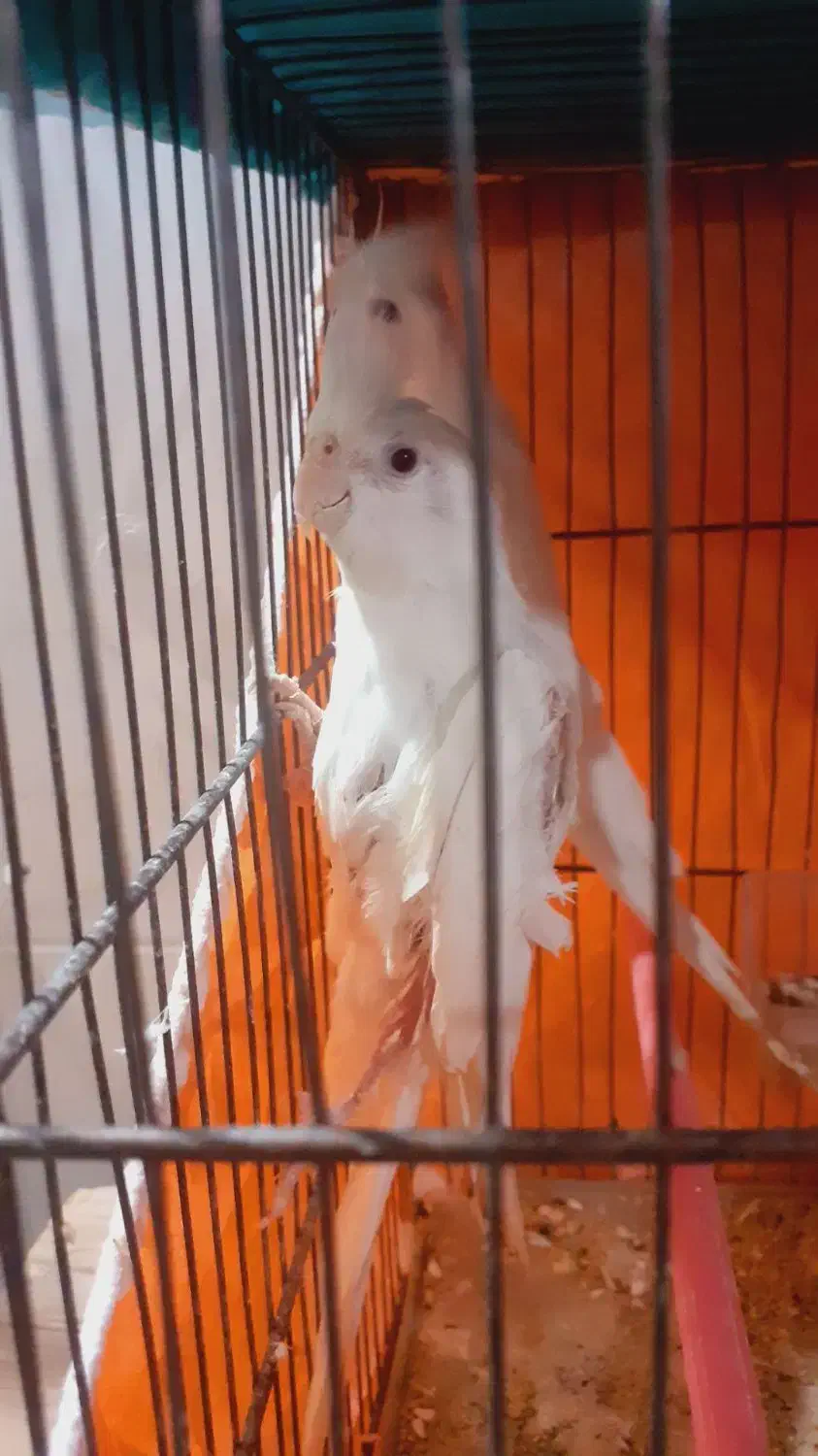 یک جفت عروس هلندی مولد نر و ماده|پرنده|آذرشهر, |دیوار