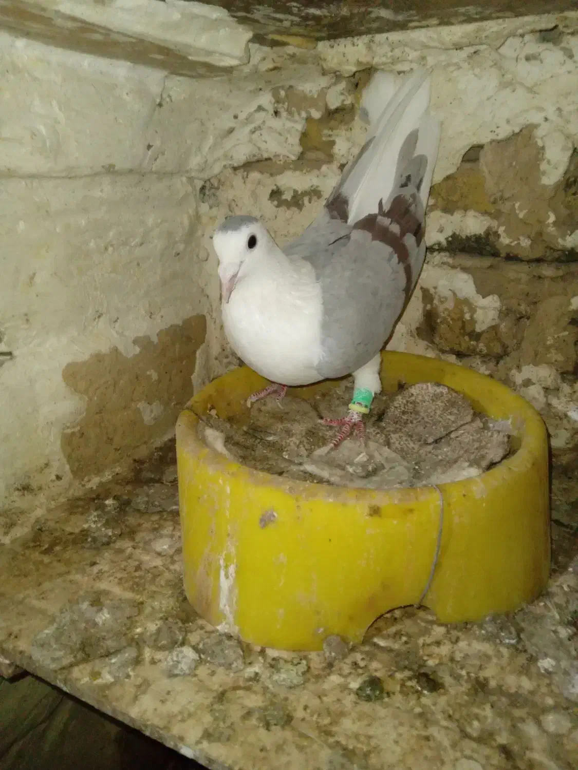 کفتر|پرنده|تربت‌حیدریه, قائم|دیوار