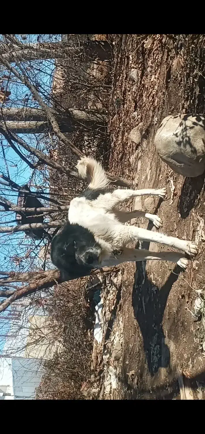 سگ گم شده|حیوانات|الشتر, |دیوار