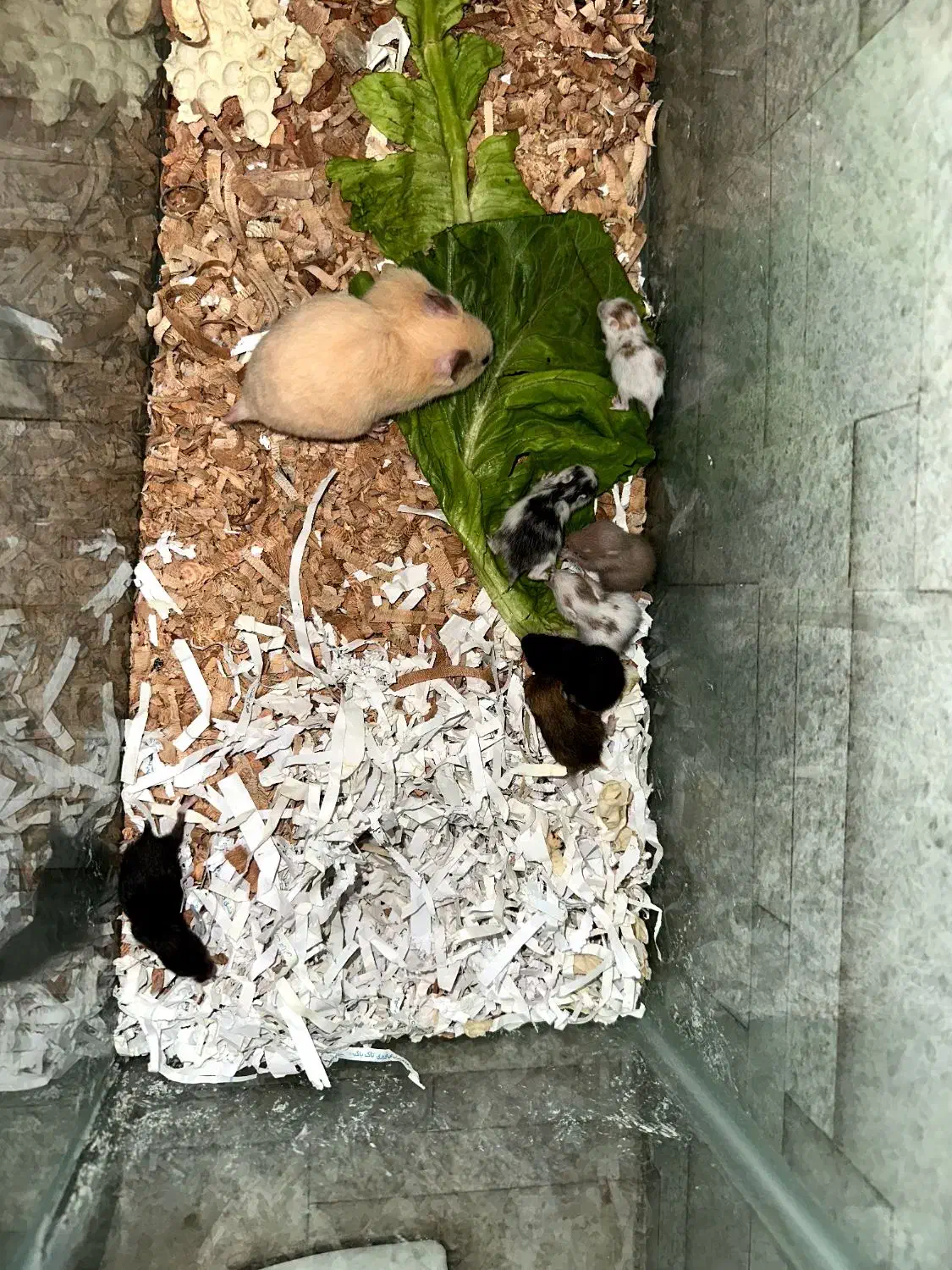 همستر|موش و خرگوش|گلستان (تهران), |دیوار