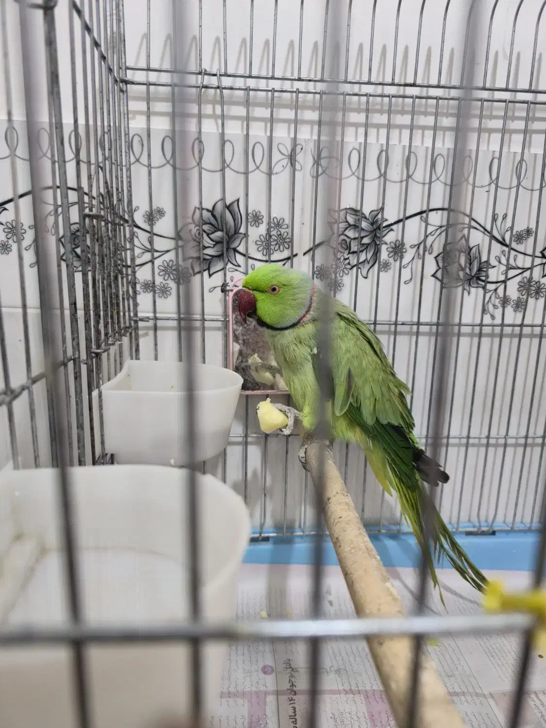 طوطی ملنگو|پرنده|میانه, |دیوار