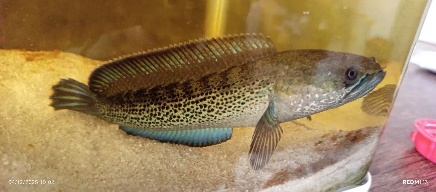 ماهی چانا استیوارتی|ماهی|شهرکرد, |دیوار