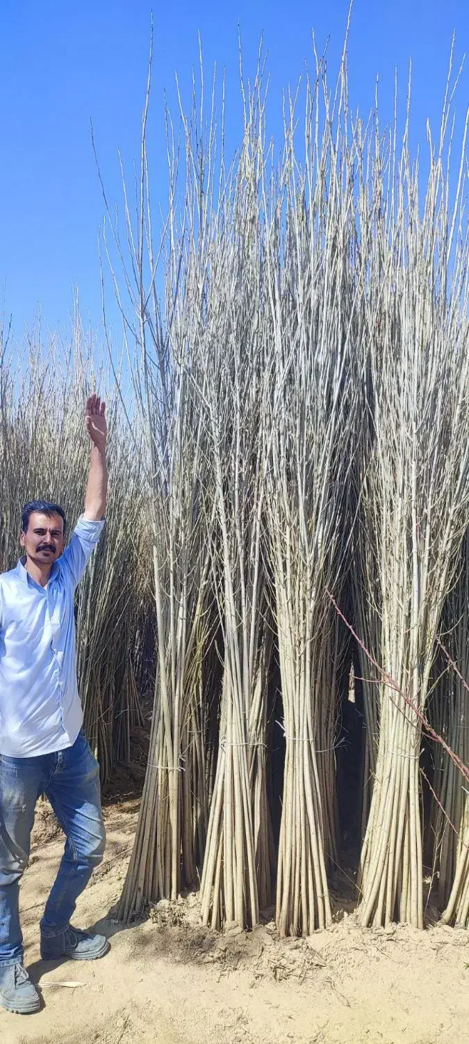 نهال صنوبر نیگرایارانه ای ۳ متری فقط ۱۵ هزار|گل و گیاه طبیعی|رشت, پارک شهر|دیوار