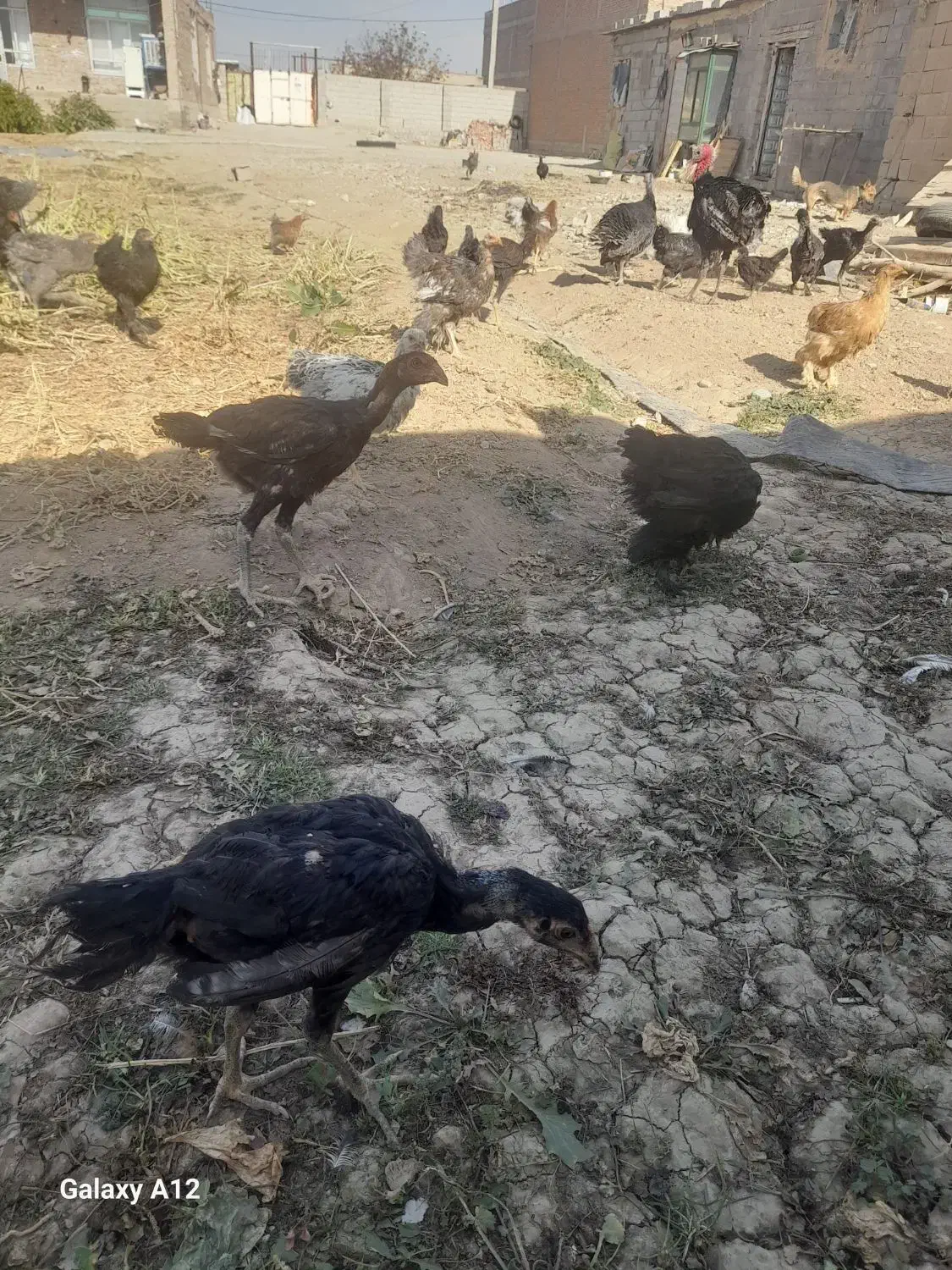 مرغوخروسلاریوبرهما|حیوانات مزرعه|لیلان, |دیوار