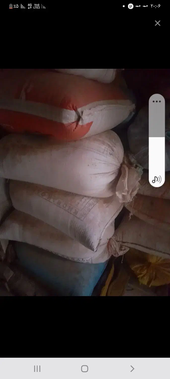 گندم|گل و گیاه طبیعی|فیروزآباد (لرستان), |دیوار