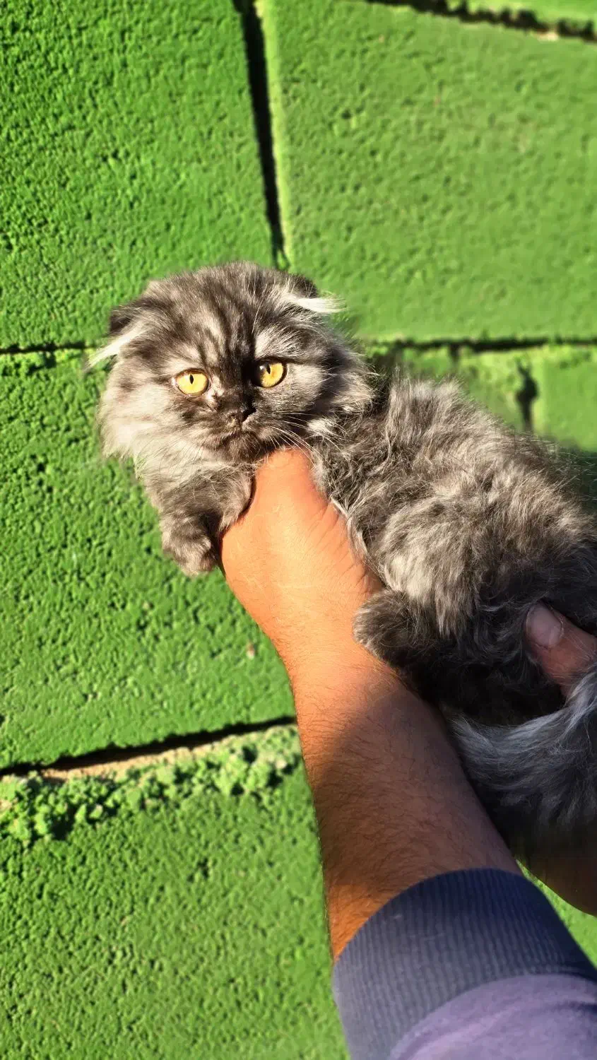 توله گربه اسکاتیش دبل فلد و بریتیش|گربه|شیراز, شهرک گلستان شمالی|دیوار