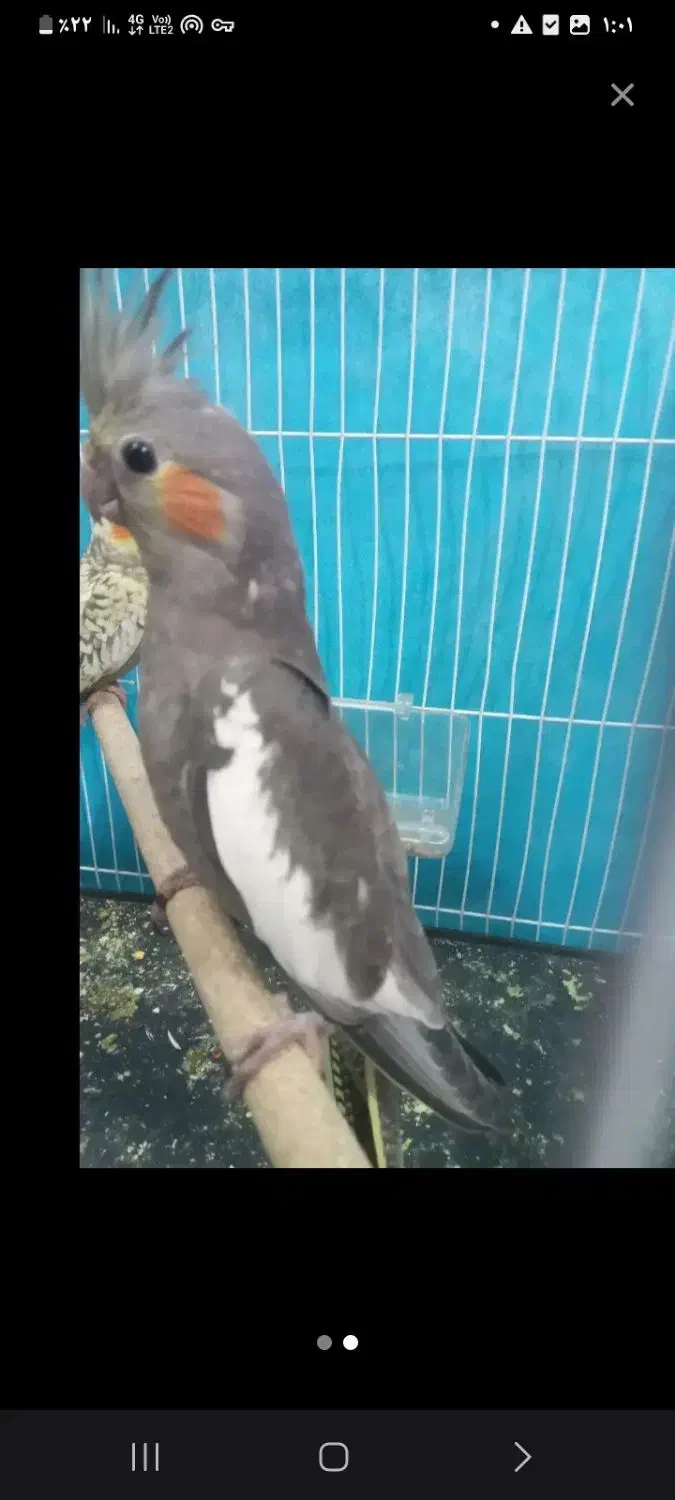 جفتعروسوجفتمرغ عشق|پرنده|تربت جام, معدآباد|دیوار