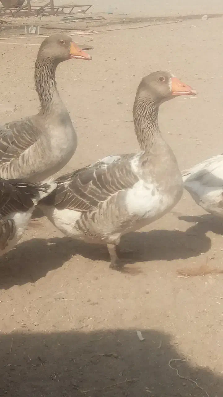 غاز|حیوانات مزرعه|نهبندان, |دیوار