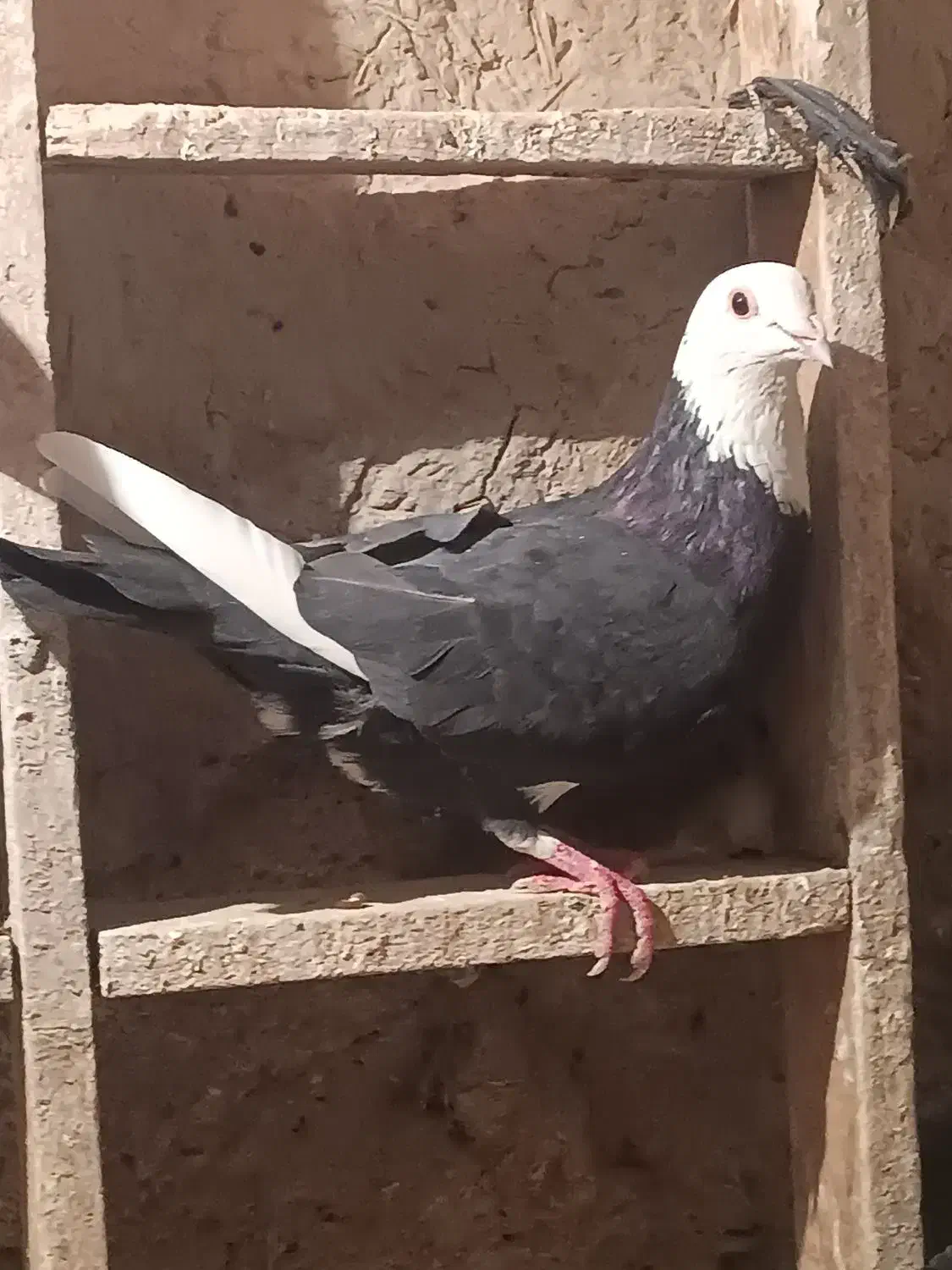 کبوتر پلنگ سیاه|پرنده|هامون, |دیوار