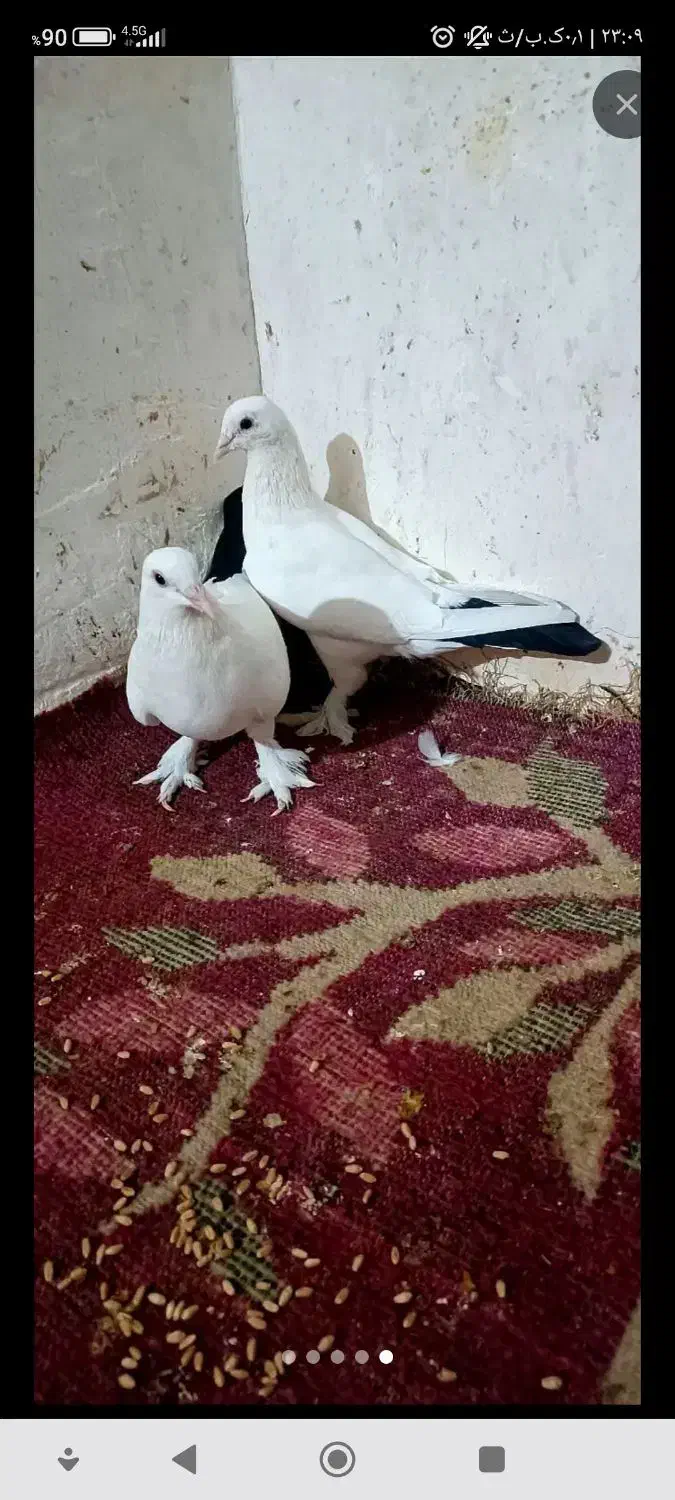 کبوتر عالی نقد ومعاوضه بامرغ عشق|پرنده|بمپور, |دیوار