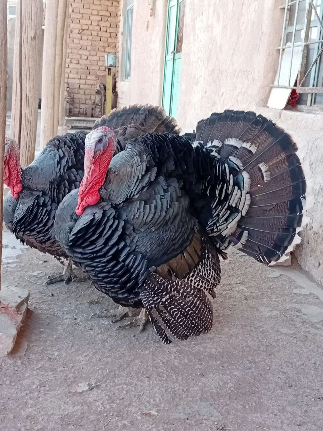 بوقلمون ارگانیک محلی|حیوانات مزرعه|تاکستان, |دیوار