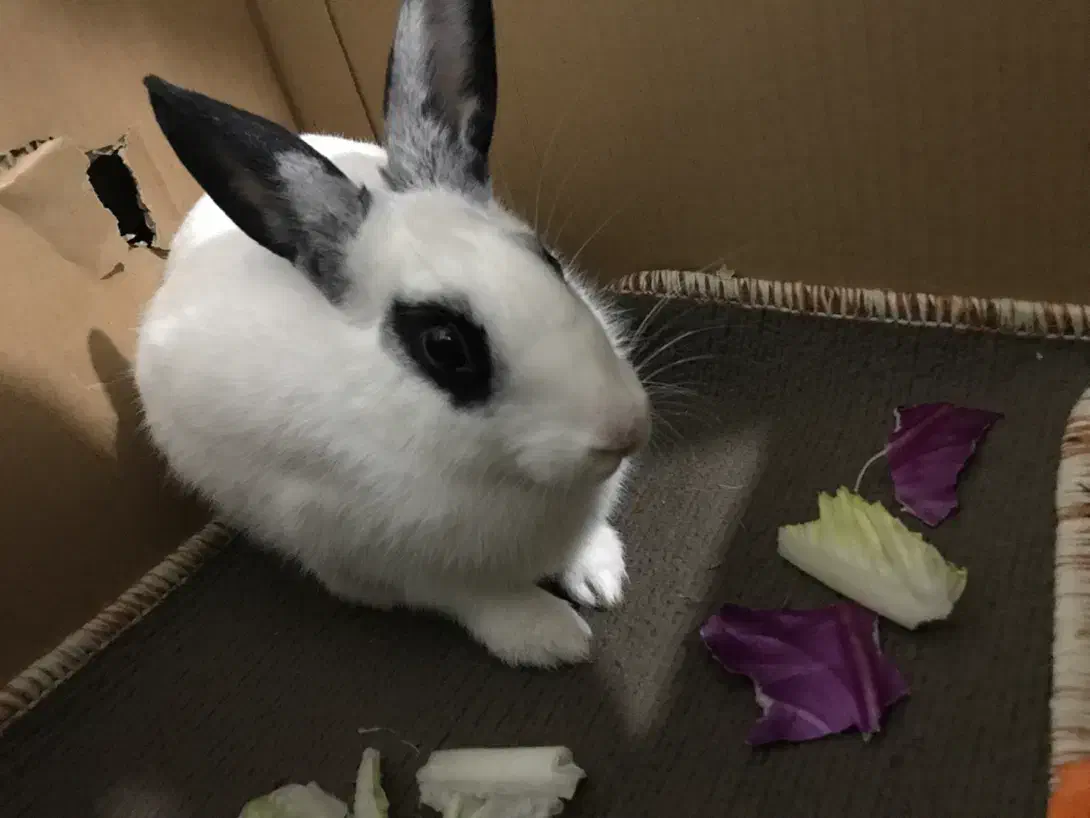 خر گوش|موش و خرگوش|مسجد سلیمان, |دیوار