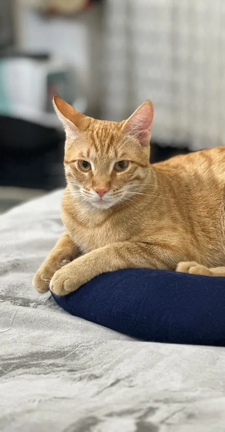 واگذاری گربه dsh|گربه|لنگرود, |دیوار