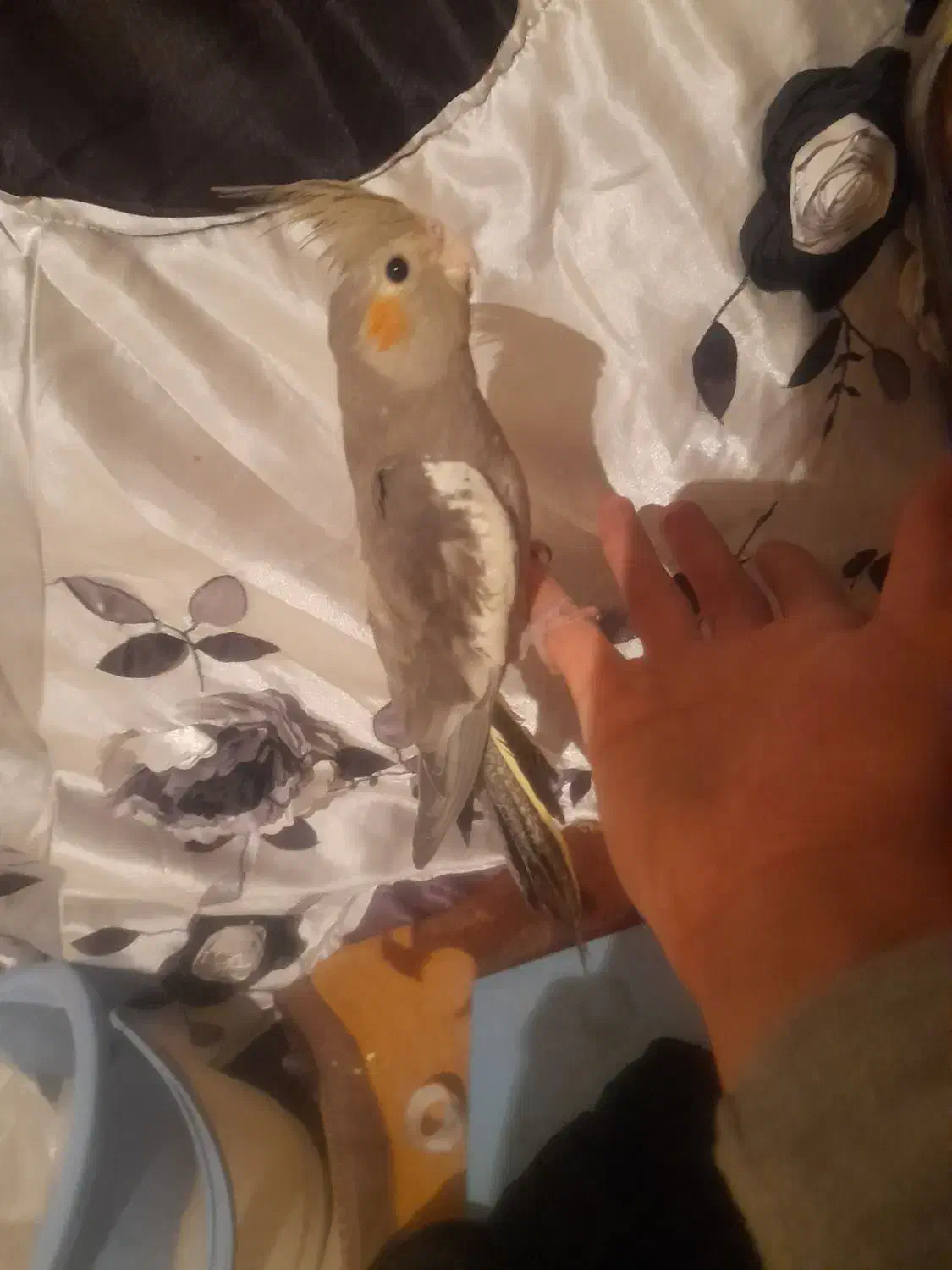 عروس|پرنده|ارومیه, |دیوار