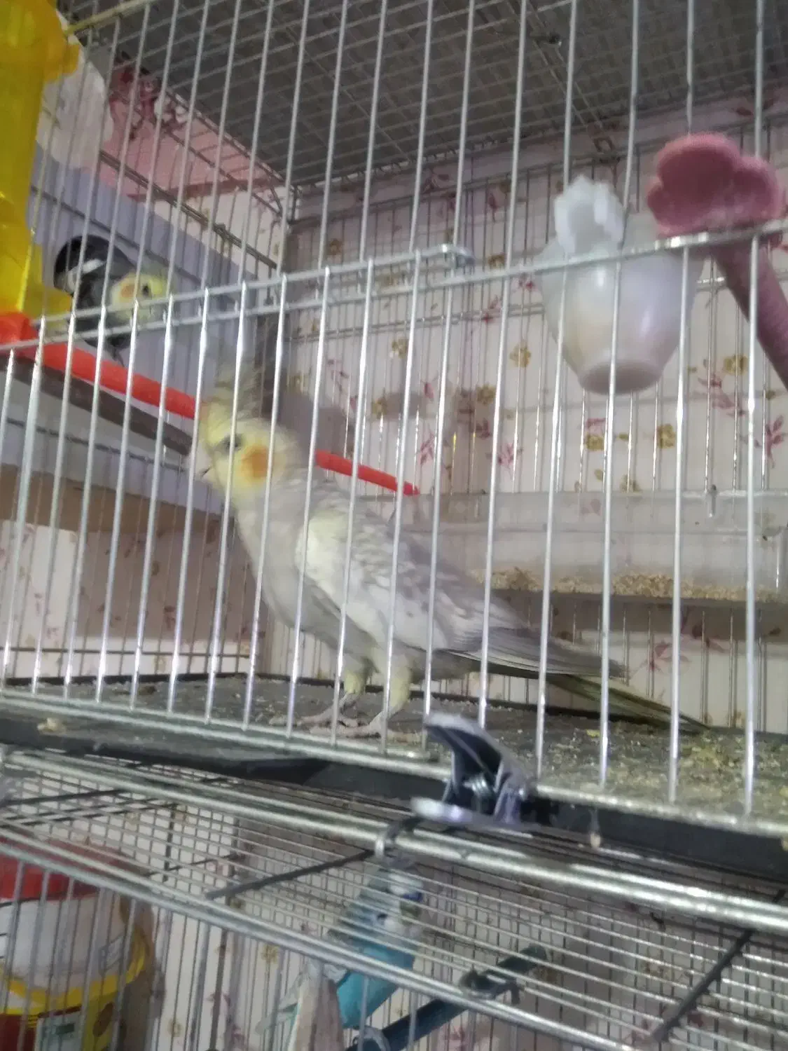 عروس هلندی|پرنده|تبریز, |دیوار