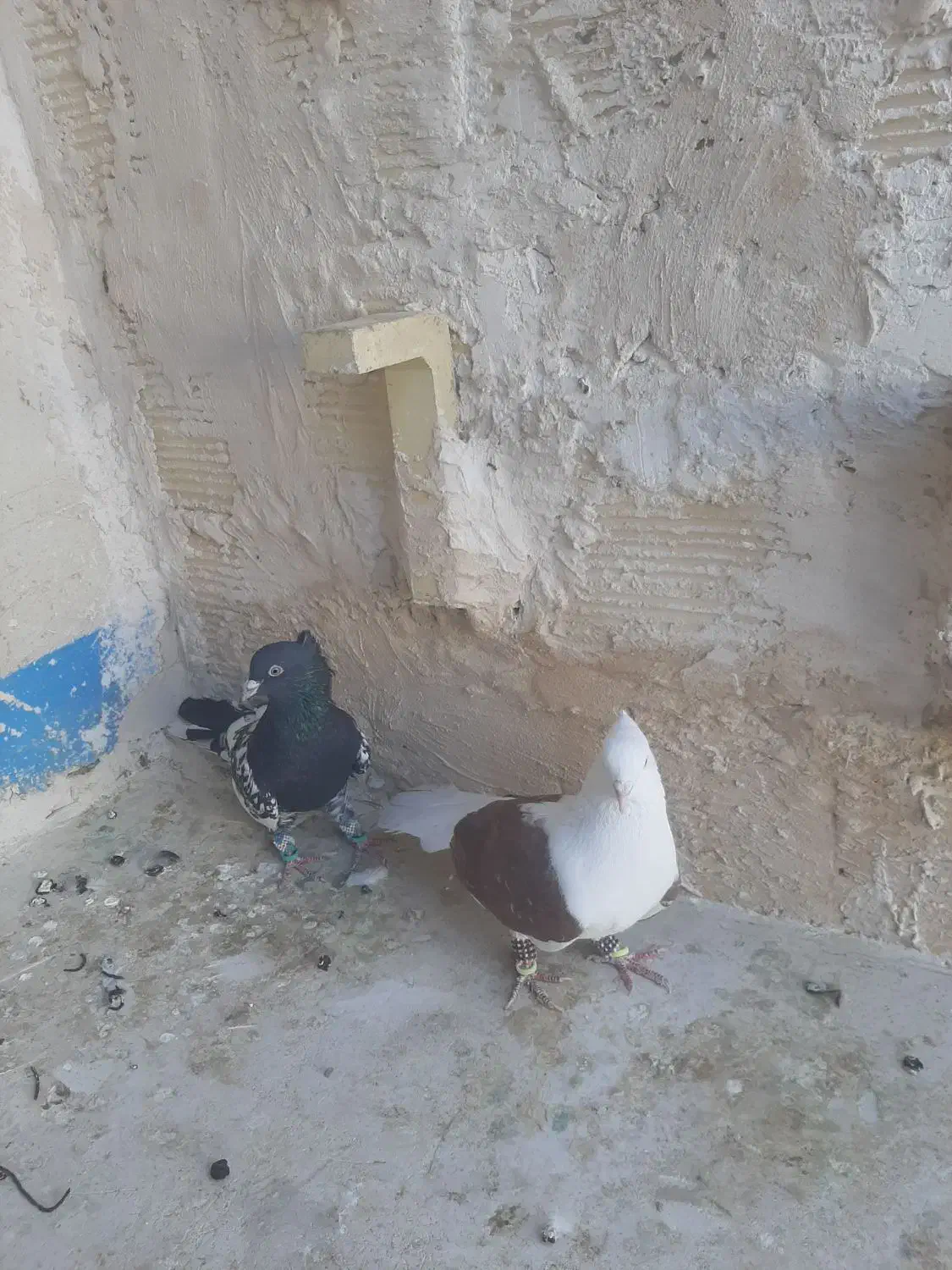 کفتر رنگه|پرنده|مشهد, رده|دیوار