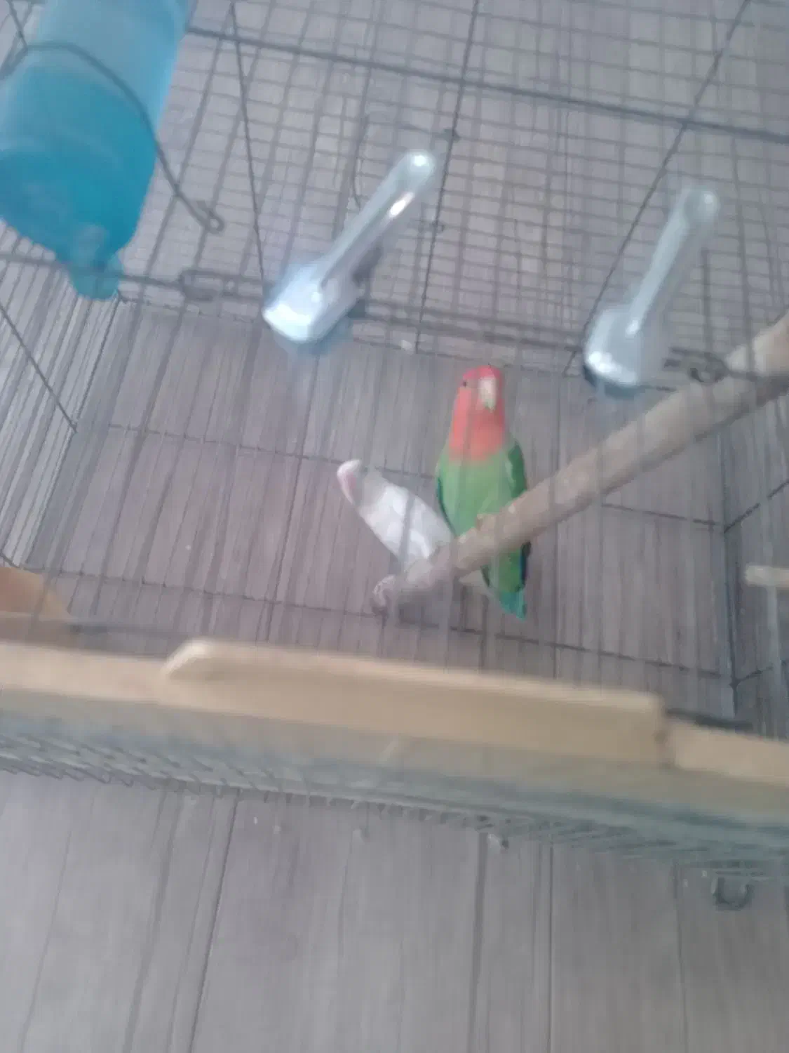 طوطی برزیلی مولد|پرنده|فردیس, شهرک صنعتی سیمین دشت|دیوار