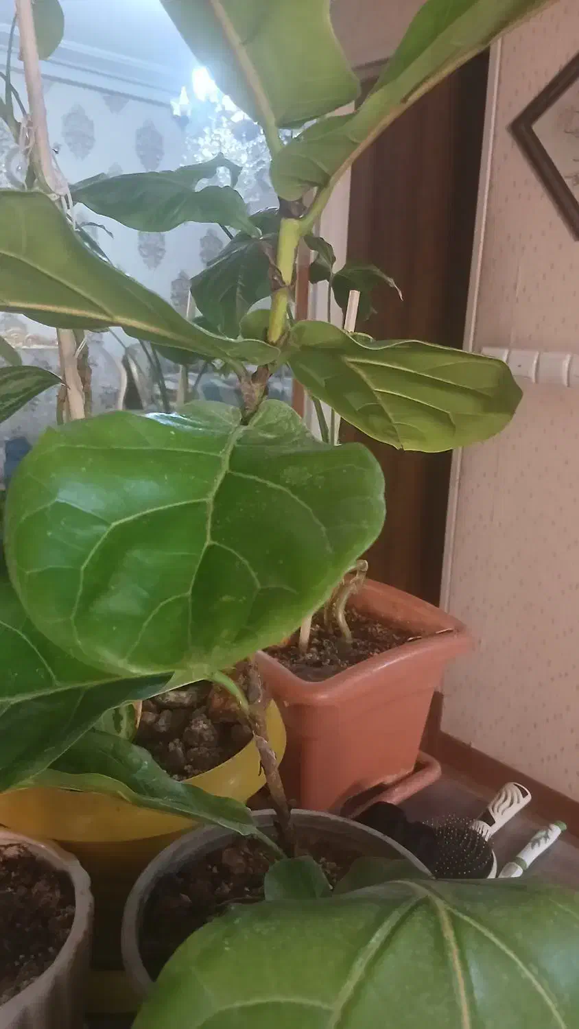 ۵عدد گل سرحال خوشگل بفروش میرسد|گل و گیاه طبیعی|تهران, تهرانپارس غربی|دیوار