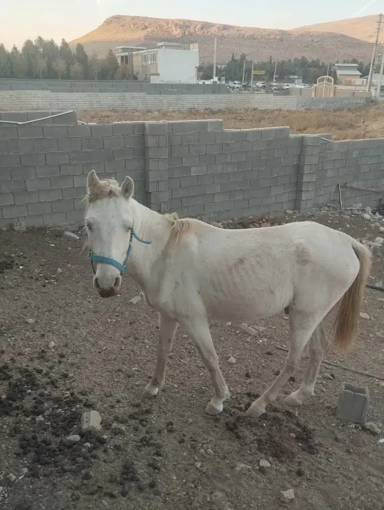 اسب فروشی|اسب و تجهیزات اسبسواری|شیراز, قلات|دیوار