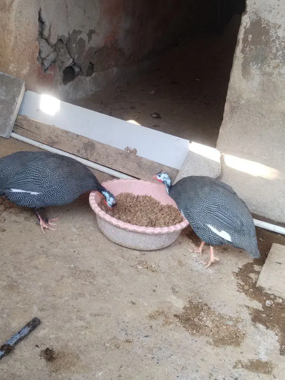 مرغ شاخدار سیساک|حیوانات مزرعه|هادی شهر, |دیوار