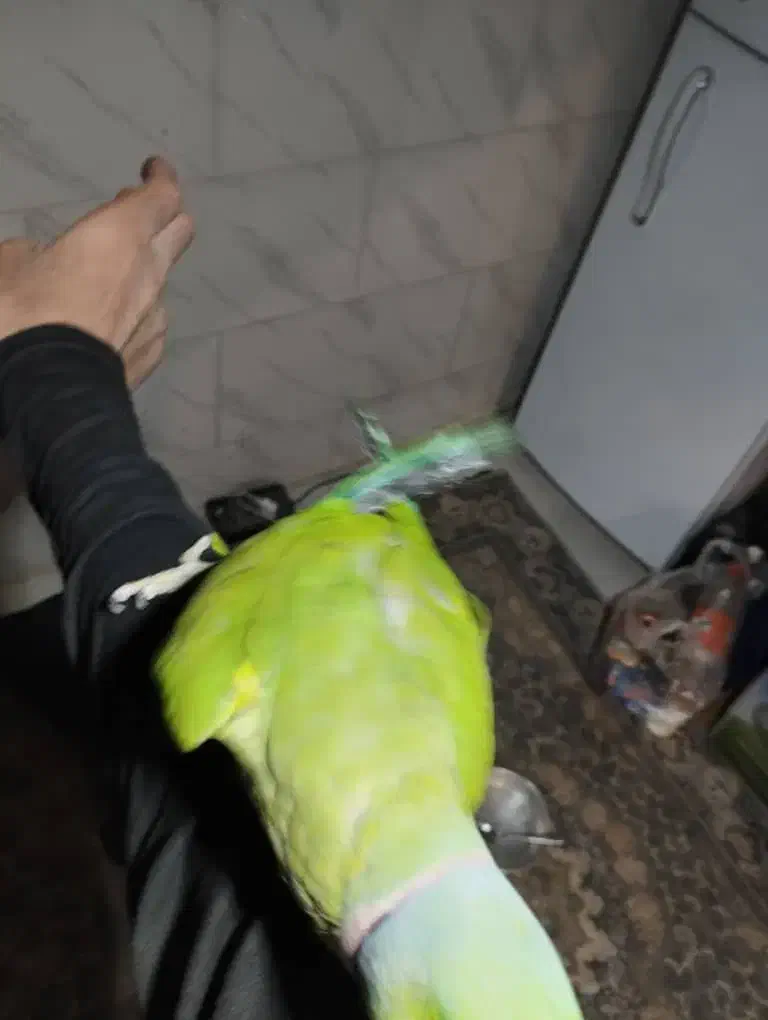 پرنده طوطی ملنگو|پرنده|شیراز, کرونی(خاتونک)|دیوار