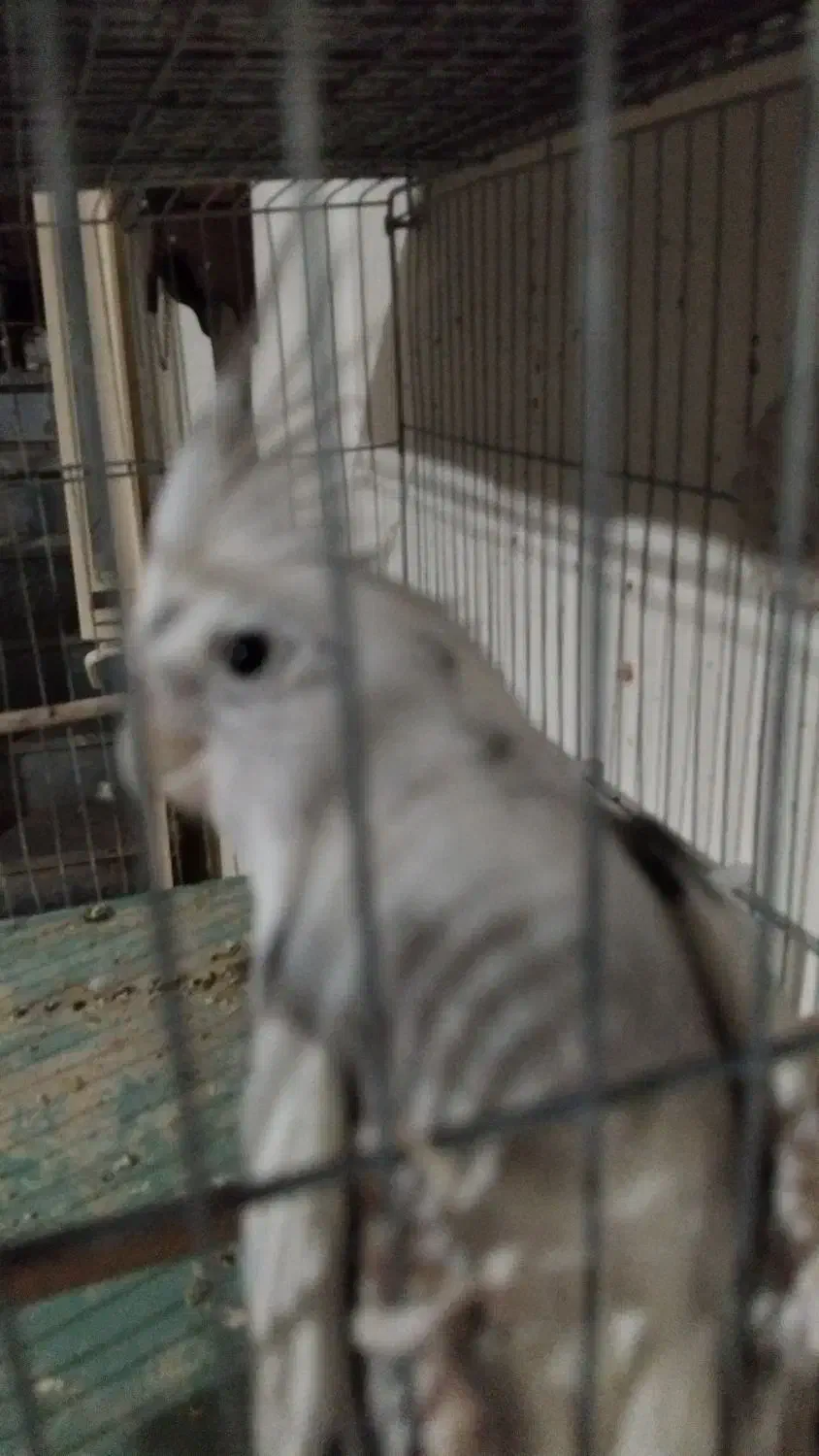 عروس نر وایت فیس|پرنده|ساوه, |دیوار